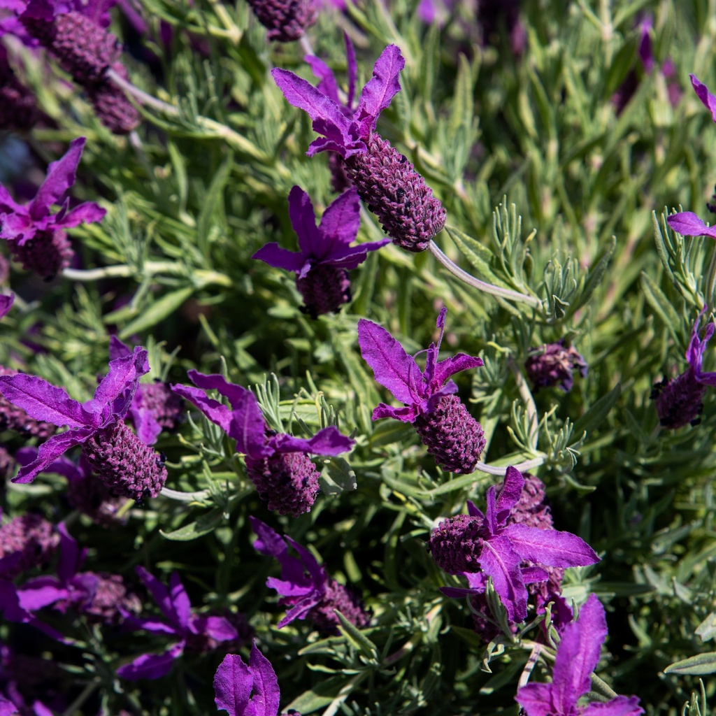 Lavandula stoechas
