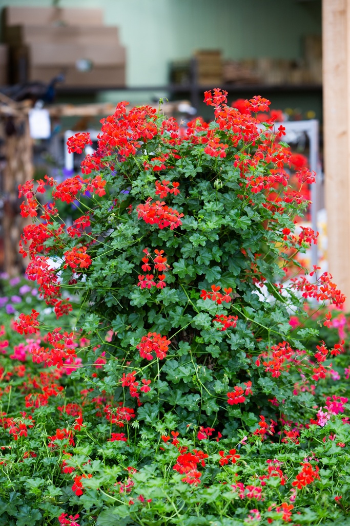 Pelargonium peltatum