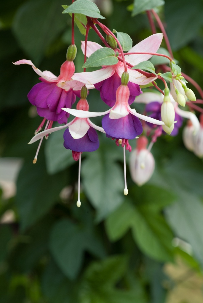 Fuchsia