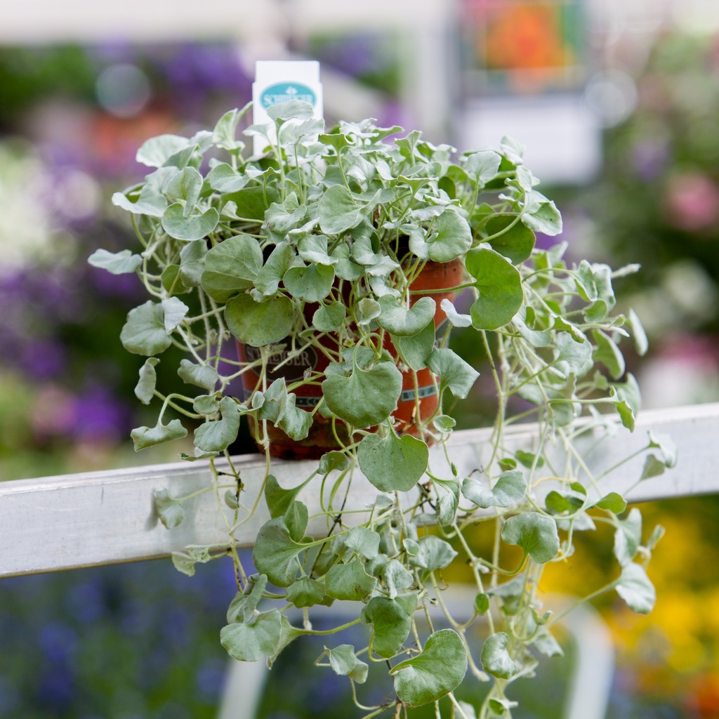 Dichondra argentea 'Silver Falls'