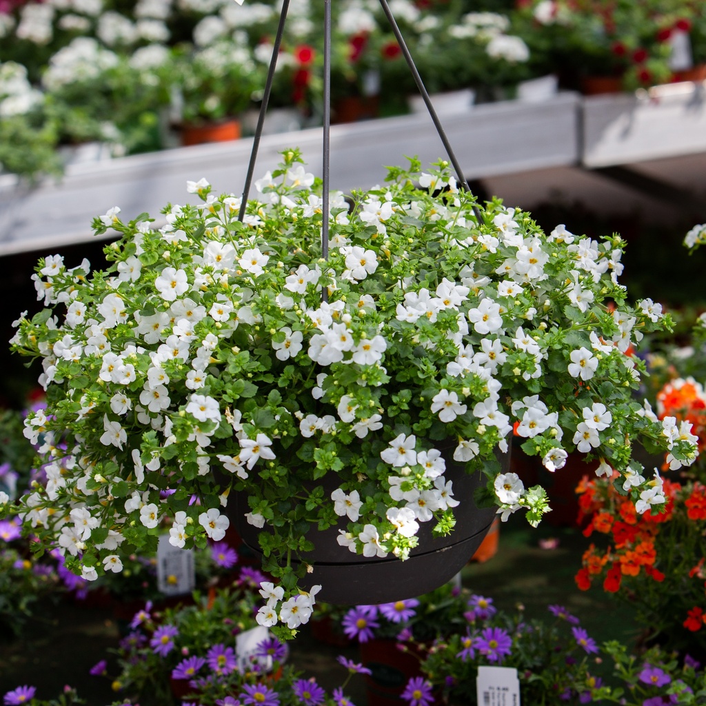 Bacopa