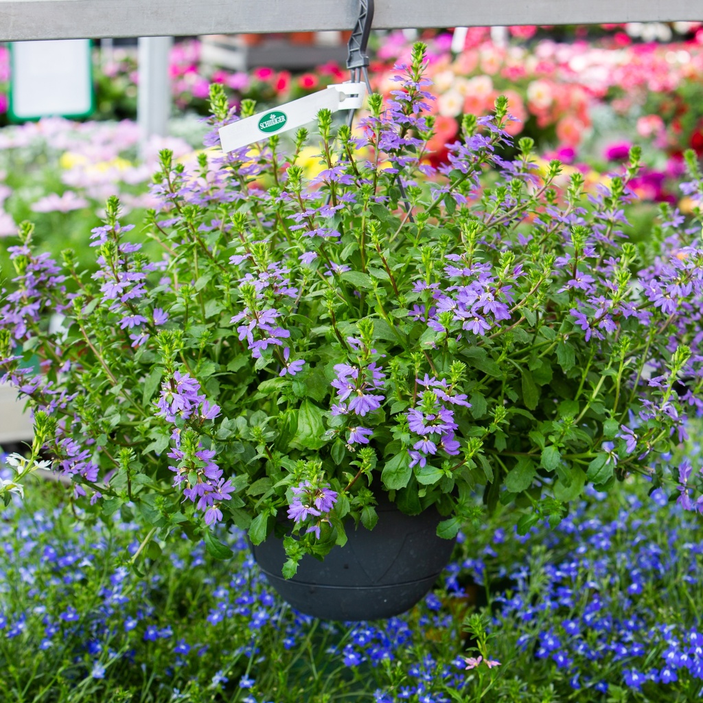 Scaevola saligna