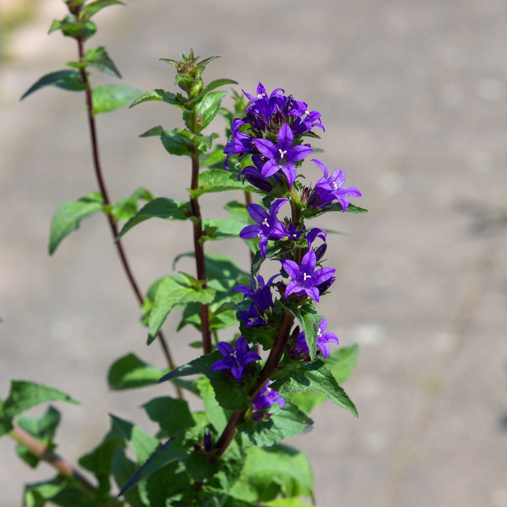 Campanula glomerata 'Dahurica'