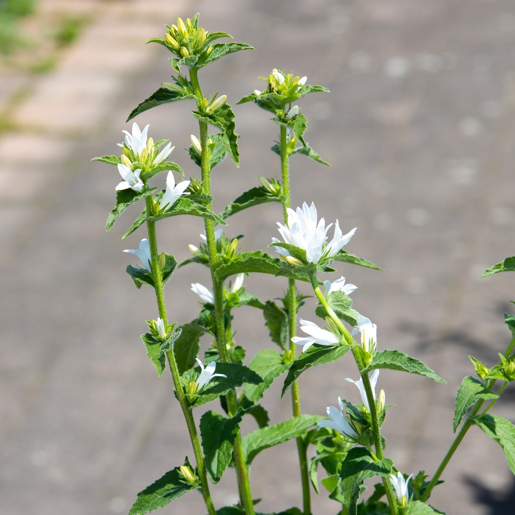 Campanula glomerata 'Alba'