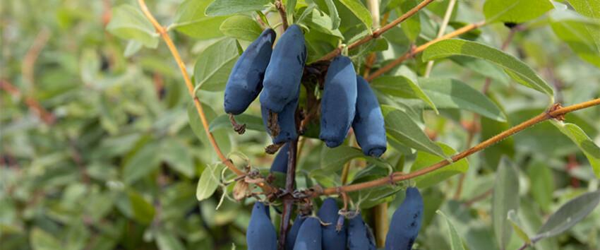 Lonicera kamtschatica 'Vostorg'