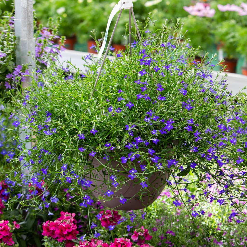 Lobelia richardii