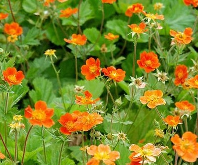 Geum 'Cooky'