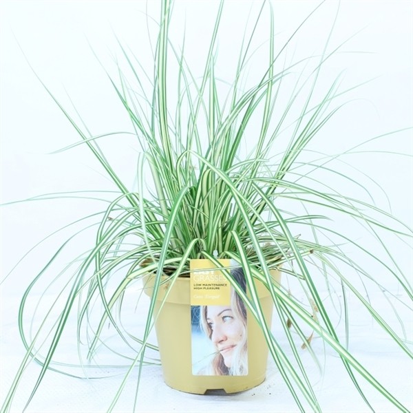 Carex hachijoensis 'Evergold'