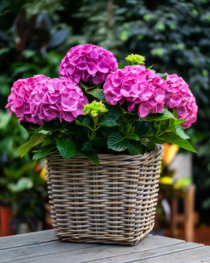 Hortensia