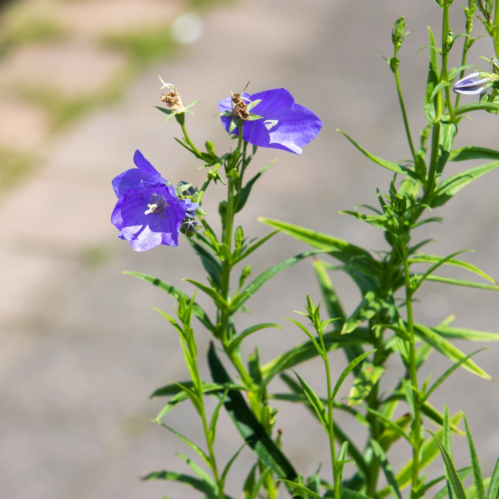 Campanula persicifolia bleu