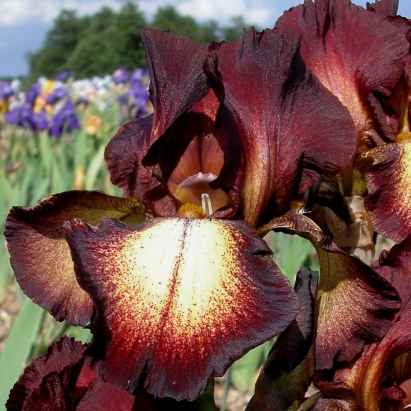 Iris germanica 'Provencal'