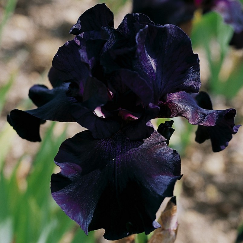 Iris germanica 'Superstition'