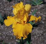 Iris germanica 'Tut's Gold'