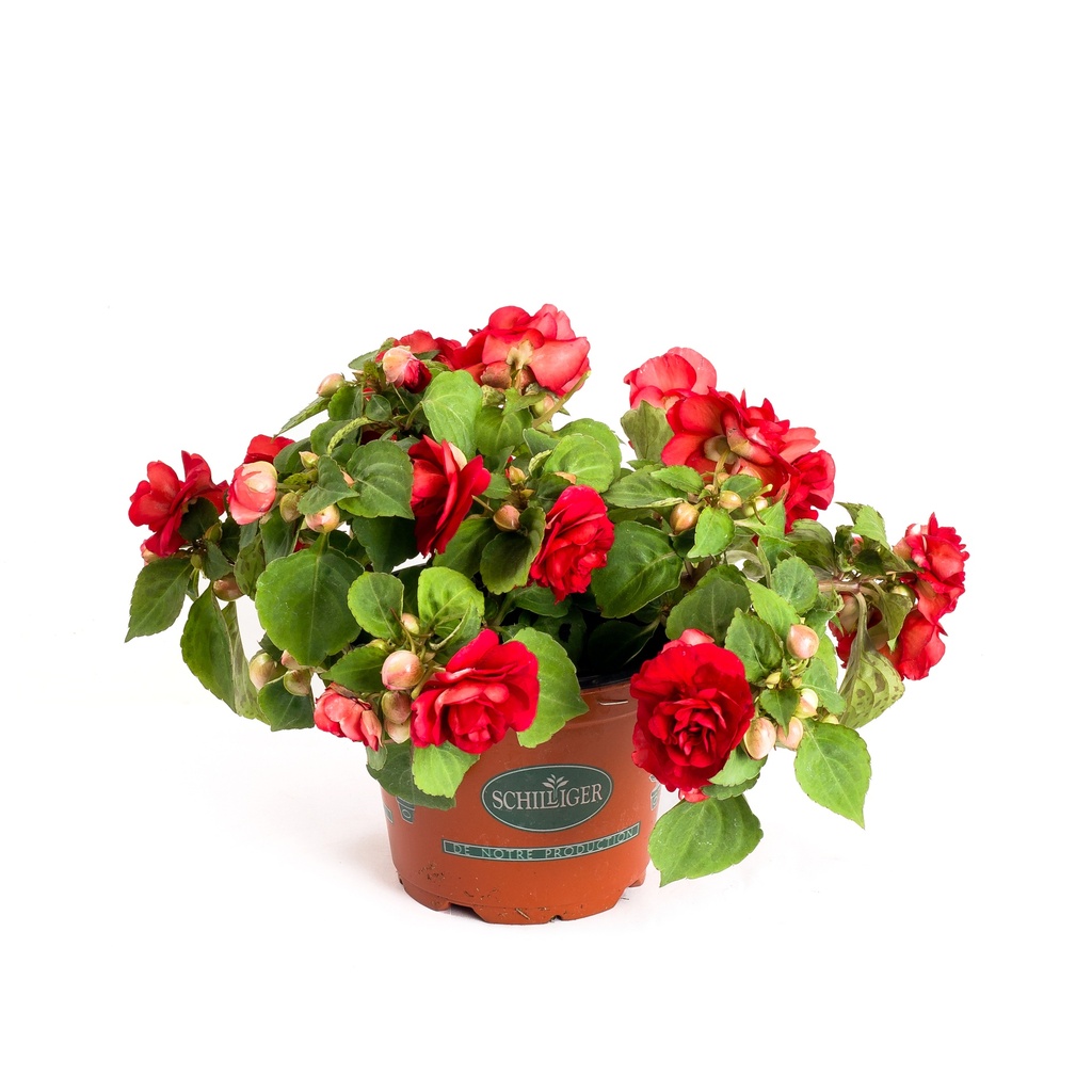 Impatiens walleriana