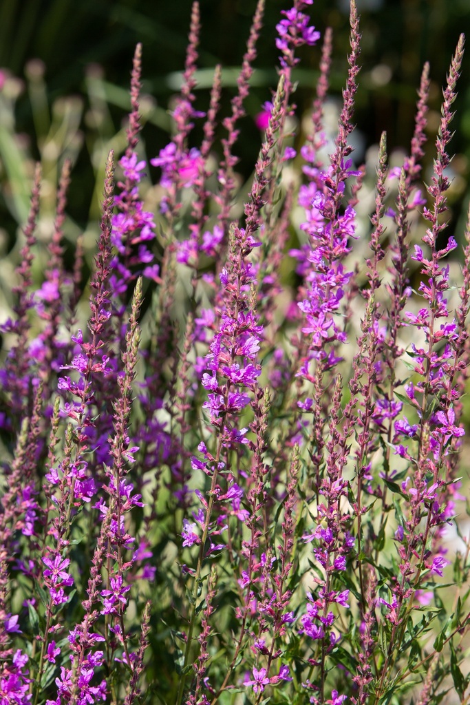 Lythrum virgatum 'Dropmore Purple'