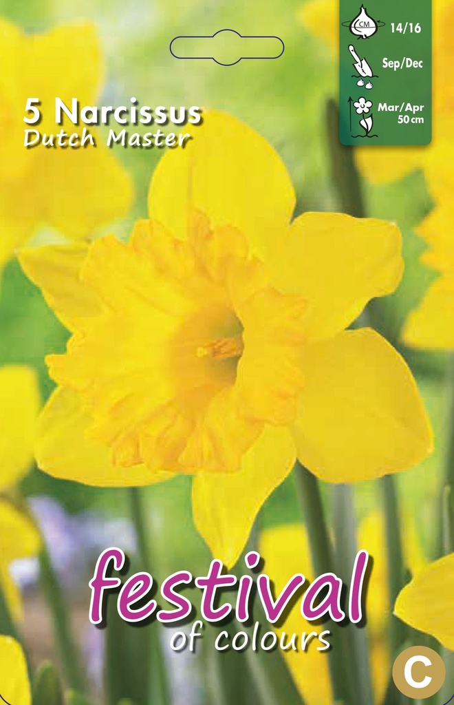Narcissus 'Dutch Master'