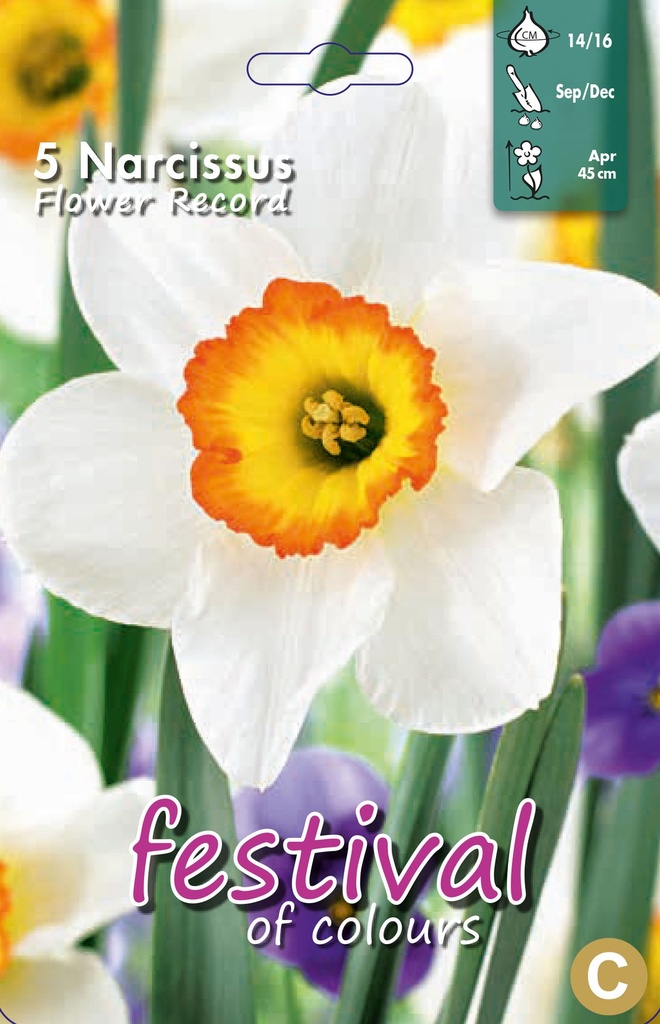 Narcissus 'Flower Record'