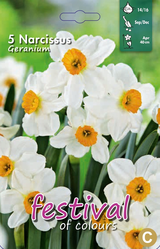 Narcissus 'Geranium'