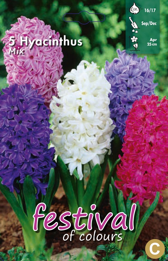 Jacinthes en mélange