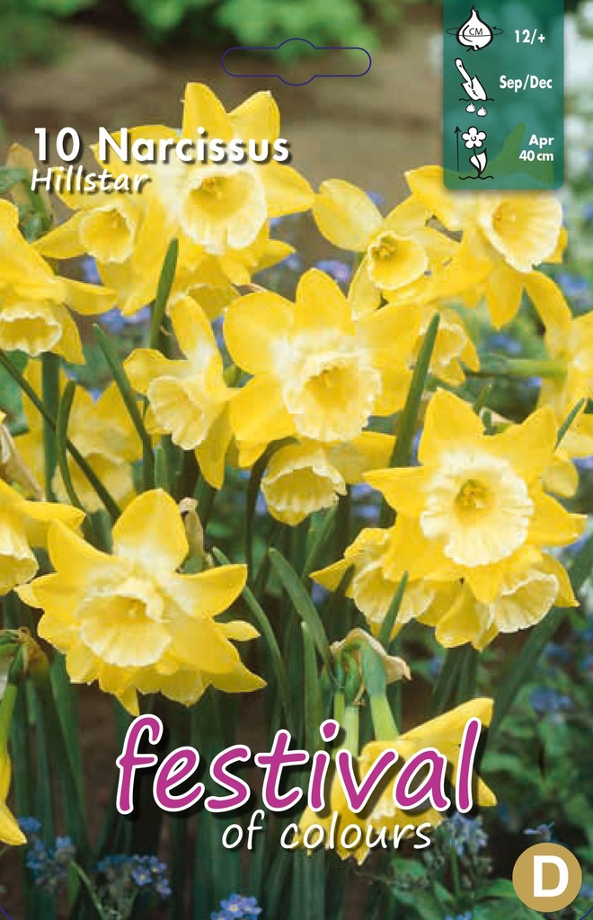Narcissus 'Hillstar'