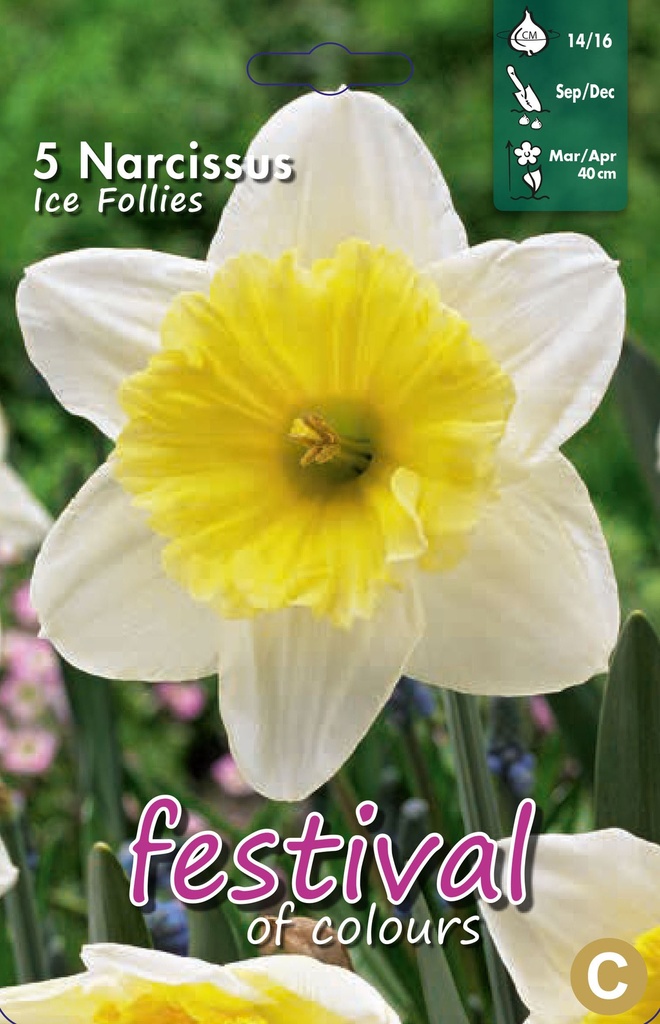 Narcissus 'Ice Follies'