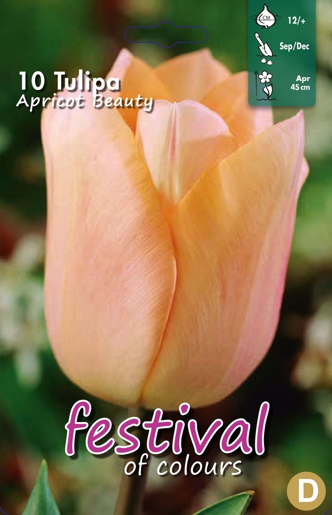 Tulipes 'Abricot Beauty'