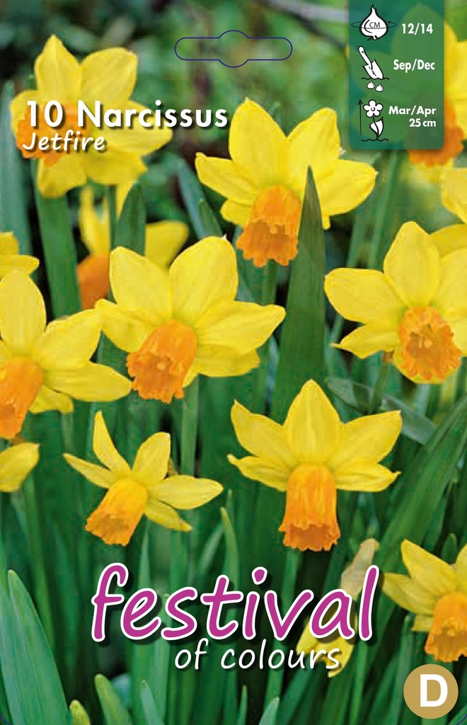 Narcissus 'Jetfire'