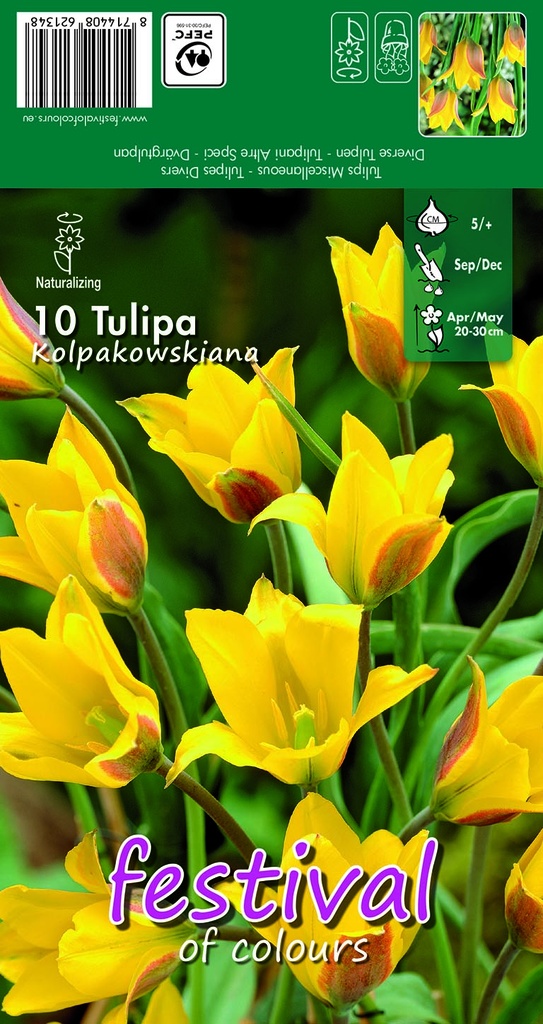 Tulipes 'Kolpakowskiana'