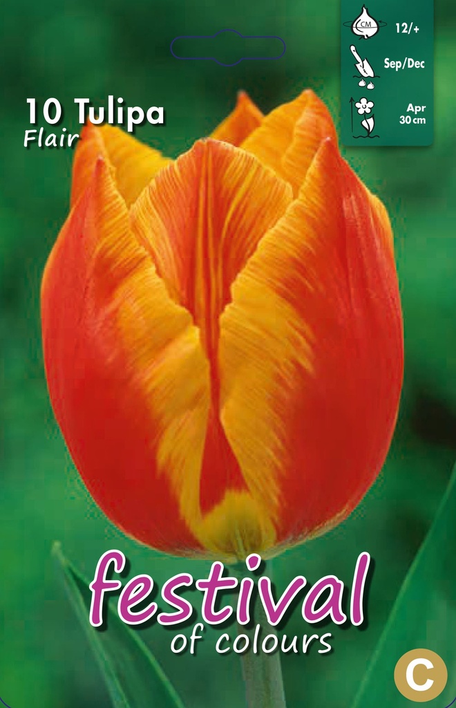 Tulipes 'Flair'