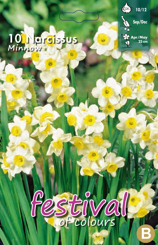 Narcissus 'Minnow'