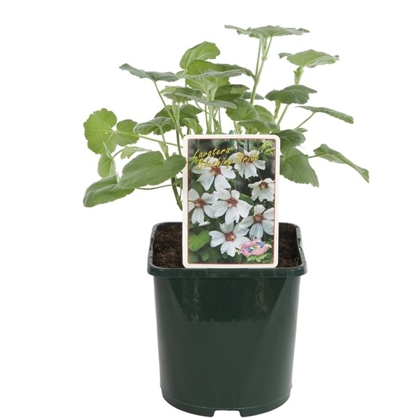 Lavatera 'Blushing Bride'