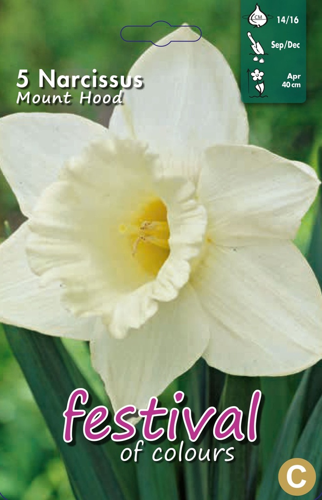 Narcissus 'Mount Hood'