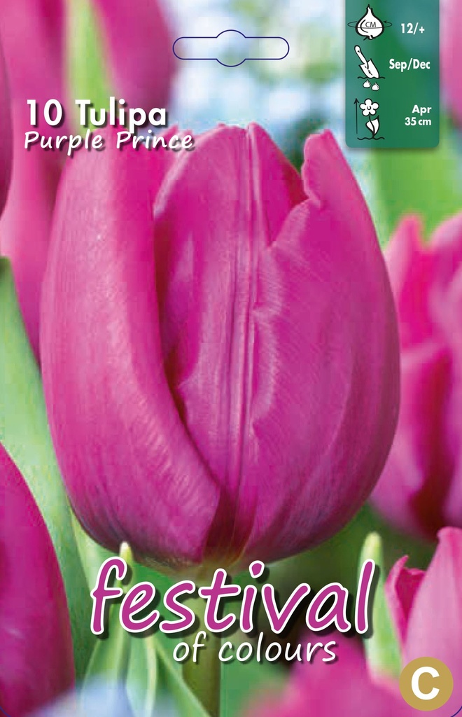 Tulipes 'Purple Prince'