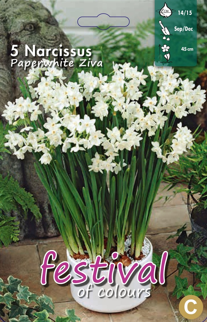 Narcissus 'Paperwhite Ziva'
