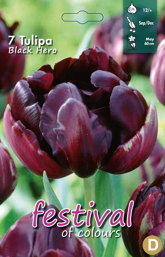 Tulipes 'Black Hero'
