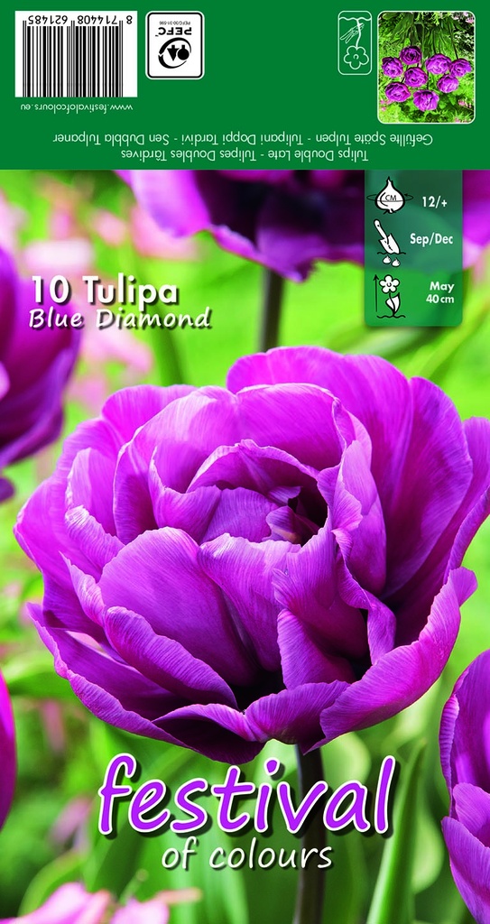 Tulipes 'Blue Diamond'
