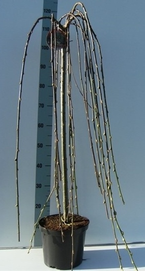 Salix caprea 'Kilmarnock'