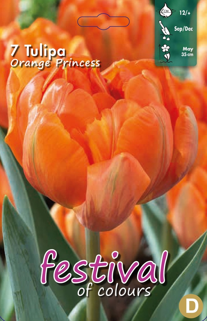 Tulipes 'Orange Princess'