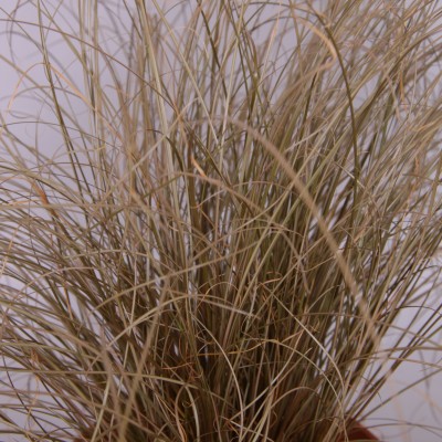 Carex comans 'Bronze Form'