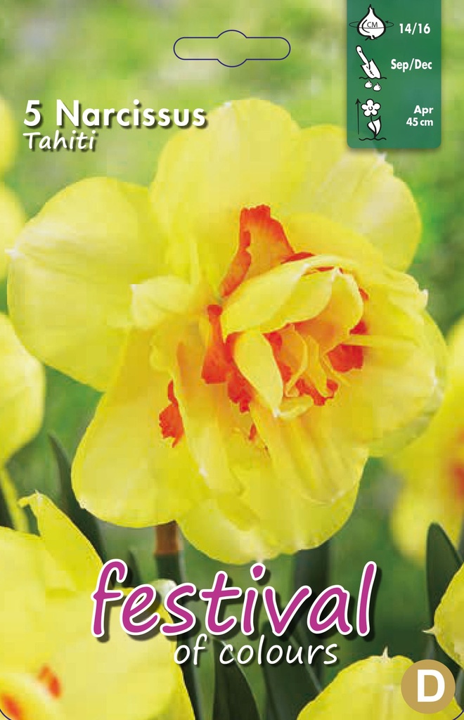 Narcissus 'Tahiti'