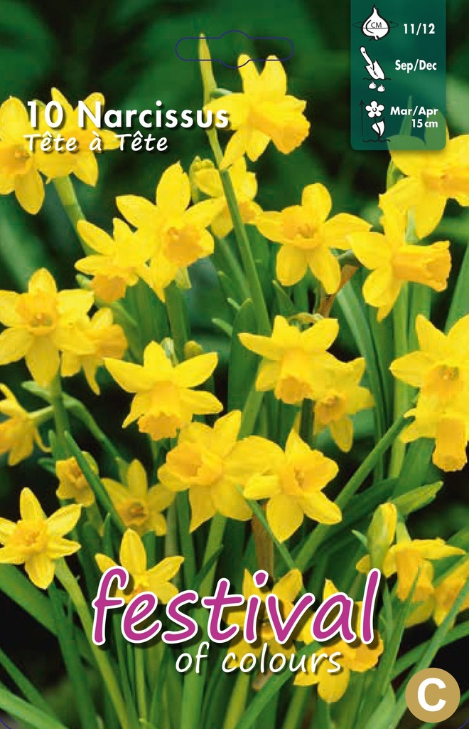 Narcissus 'Tête à Tête'