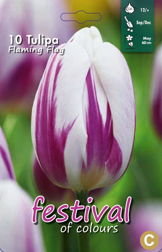 Tulipes 'Flaming Flag'