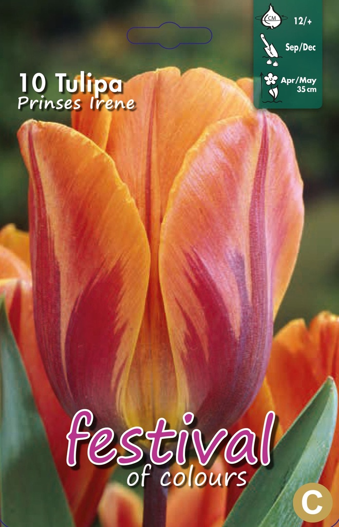 Tulipes 'Prinses Irene'