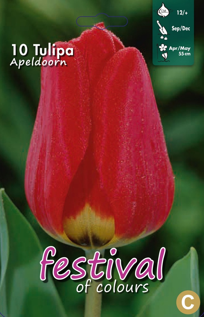 Tulipes 'Apeldoorn'
