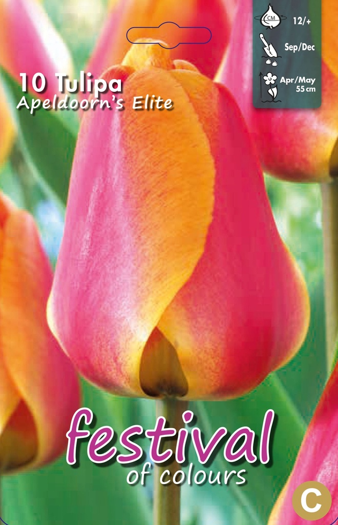 Tulipes 'Apeldoorn's Elite'