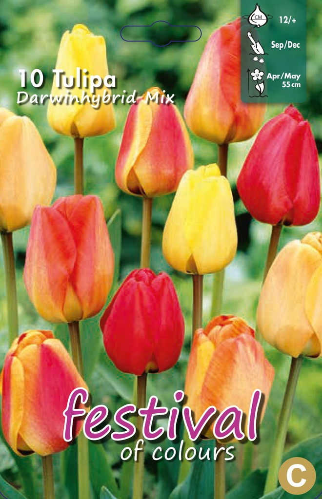 Tulipes 'Super Darwin' en mélange
