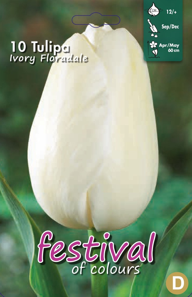 Tulipes 'Ivory Floradale'