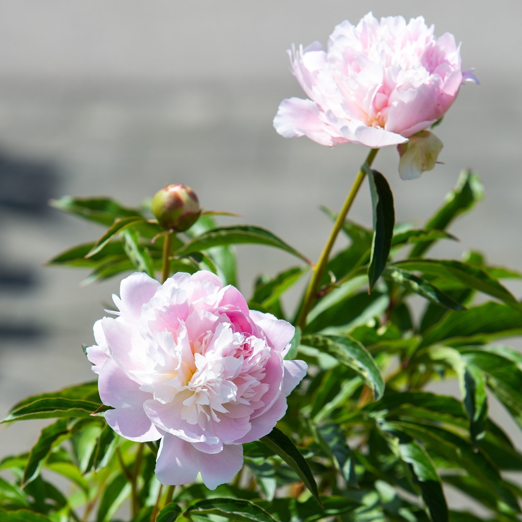 Paeonia lactiflora 'Solange'