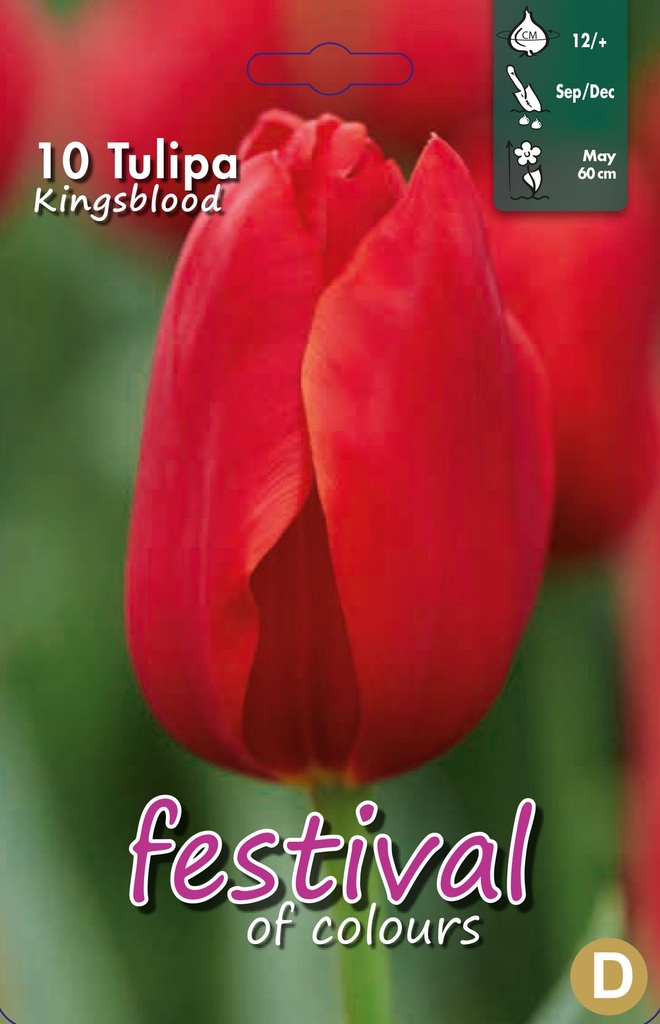 Tulipes 'Kingsblood'