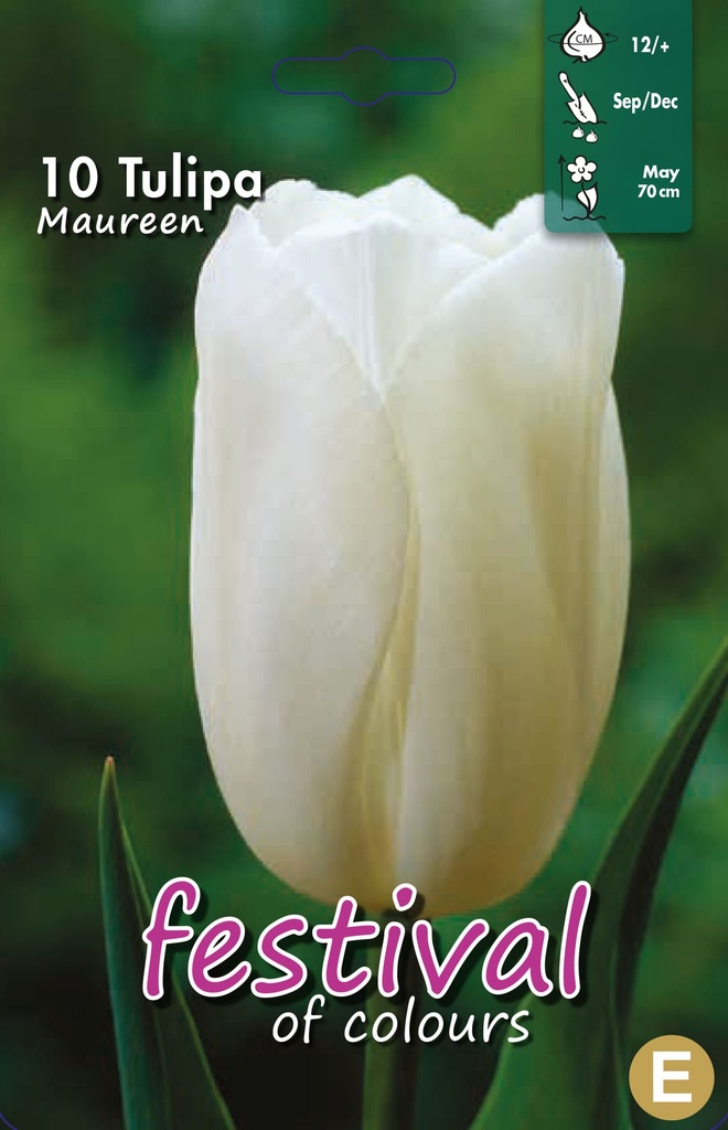 Tulipes 'Maureen'
